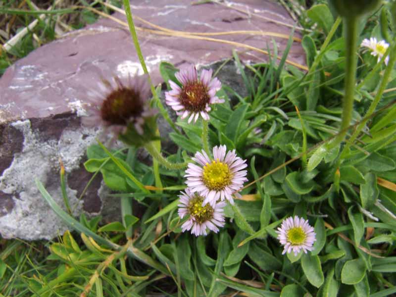 Erigeron alpinus /  Cespica alpina